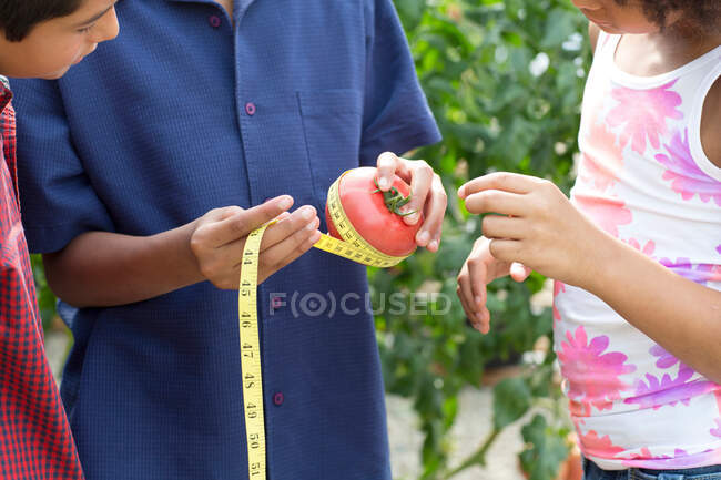 Tres niños midiendo tomate - foto de stock