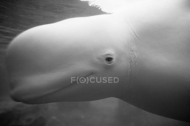 Vista recortada de la cabeza de ballena beluga - foto de stock
