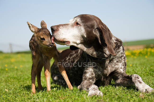 Fawn y perro sentado sobre hierba verde - foto de stock