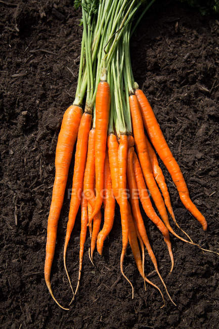 Bunch of fresh picked carrots on soil — Stock Photo