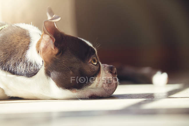 Boston Terrier cachorro deitado no chão — Fotografia de Stock