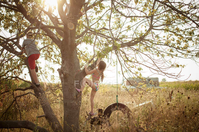 Мальчик и девочка лазают по деревьям — стоковое фото