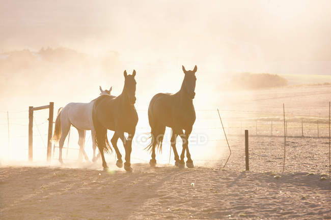 Horses running in dusty pen — Stock Photo