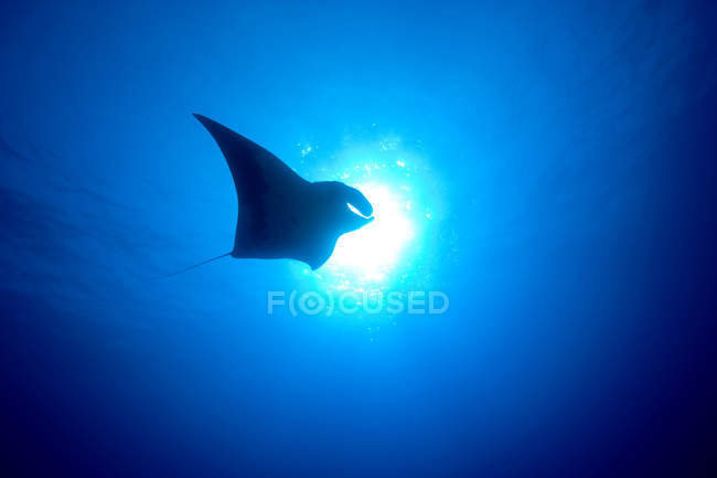 Manta nuotare sotto l'acqua blu — Foto stock