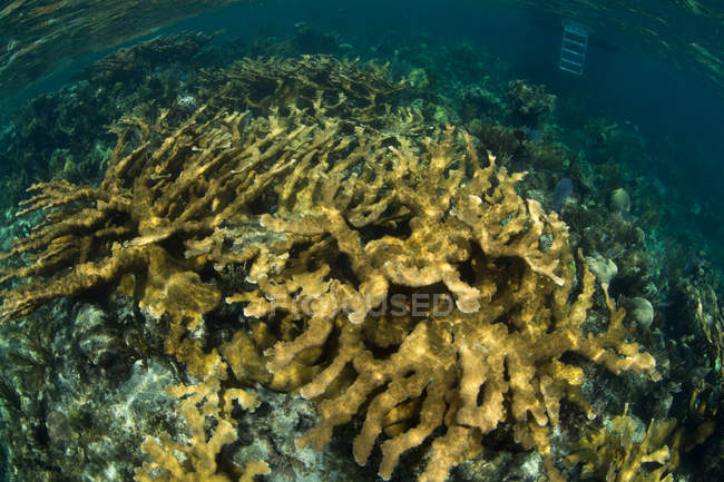 Campo di Elkhorn Caraibi coralli di costruzione della barriera corallina in acqua di mare blu — Foto stock