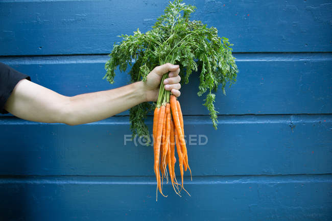 Uomo che tiene un mucchio di carote organiche — Foto stock