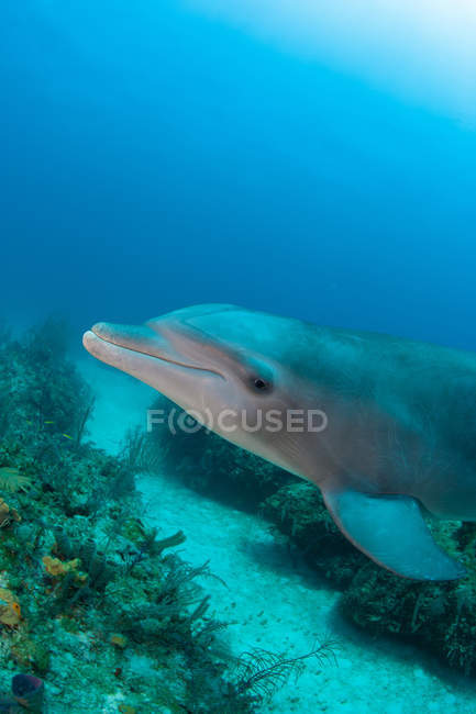 Vista laterale del delfino che nuota sott'acqua — Foto stock
