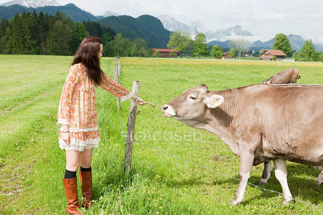 Mujer alimentando vaca, Baviera, Alemania - foto de stock