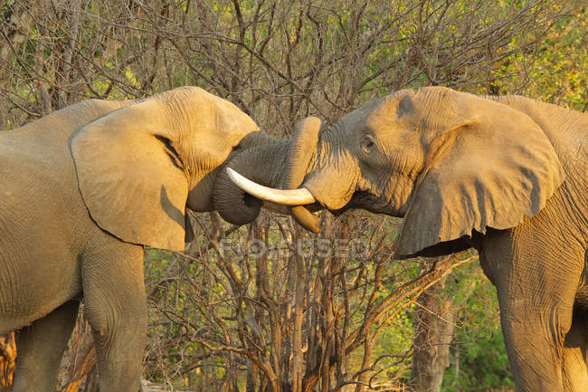 Africano Elefante touros cumprimentando uns aos outros, colocando troncos na boca, Mana Pools, Zimbábue — Fotografia de Stock