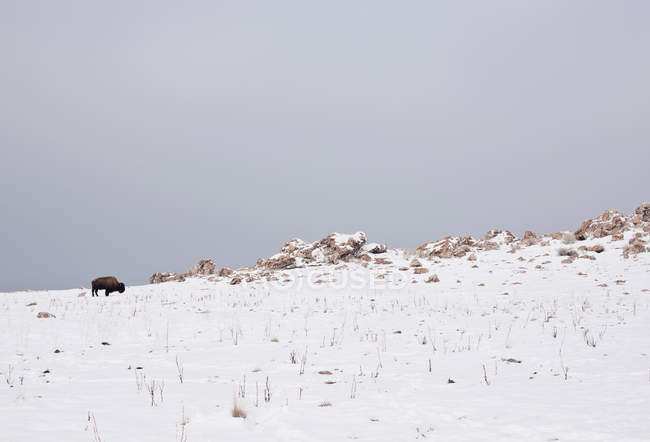 Зубры пасутся на снежном склоне холма — стоковое фото