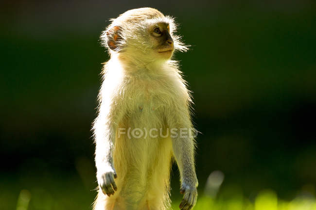Vervet monkey standing and looking away in sunlight — Stock Photo