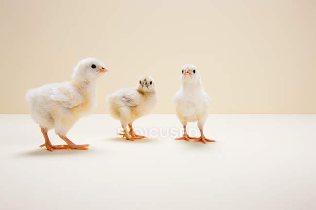 Tres polluelos contra fondo beige, disparo de estudio - foto de stock