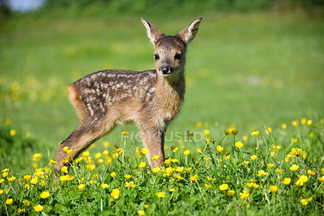 Cute fawn standing on green grass in sunlight — Stock Photo