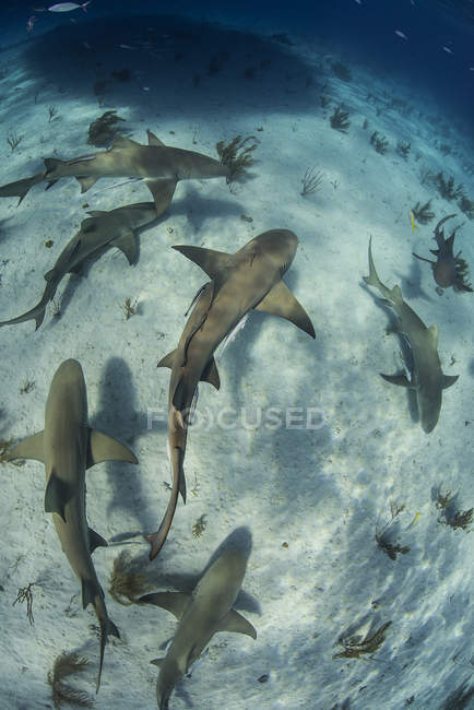 Vue sous-marine des requins-citrons nageurs — Photo de stock