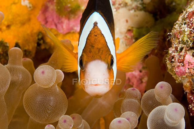 Fisch und Anemonenpflanze, Unterwasserblick — Stockfoto
