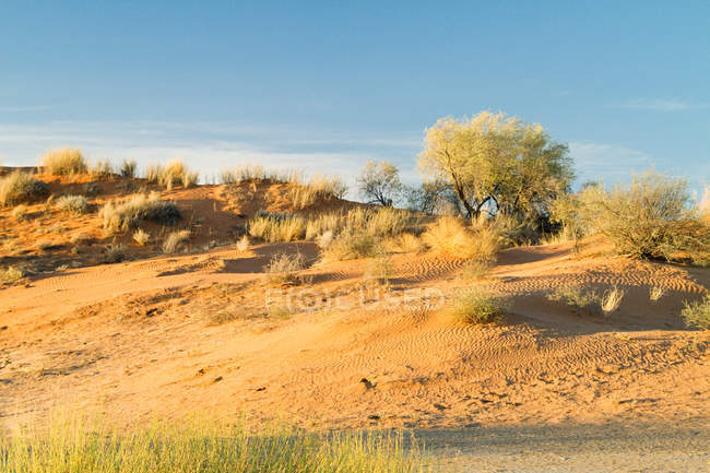 Dunas de areia com árvores e arbustos, África — Fotografia de Stock