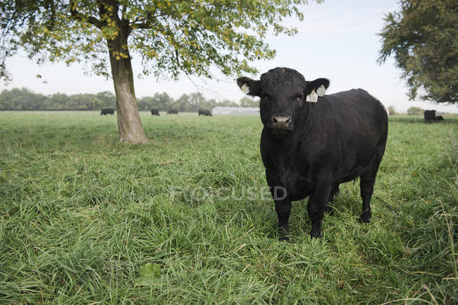Black cow grazing on green field — Stock Photo