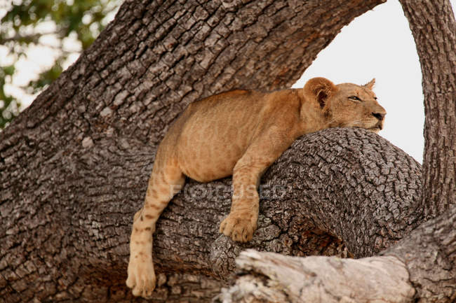 Львица лежит и отдыхает на дереве в Танзании — стоковое фото