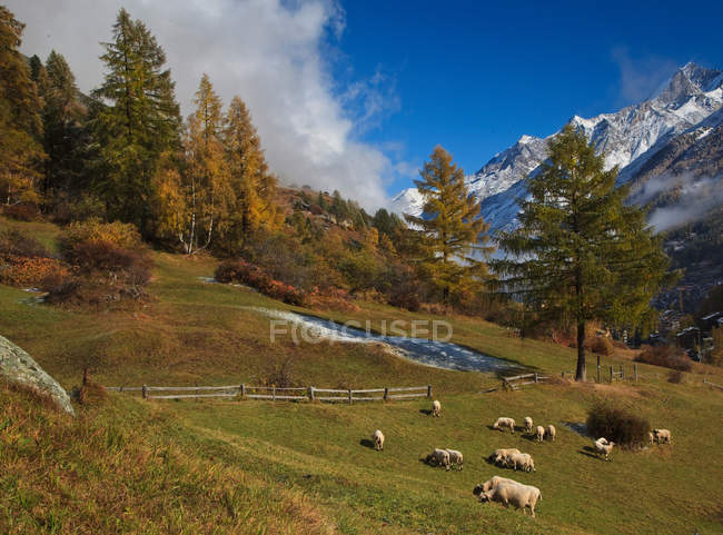 Овцы на лугу в Церматте — стоковое фото