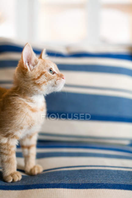 Vista lateral de jengibre tabby gatito en sofá - foto de stock