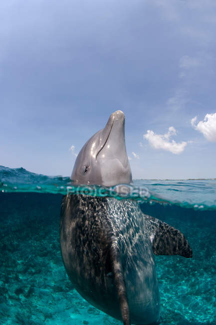 Golfinho-de-garrafa-do-atlântico, visão subaquática — Fotografia de Stock