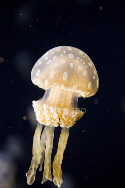 Австралійський плямистий медузи — стокове фото