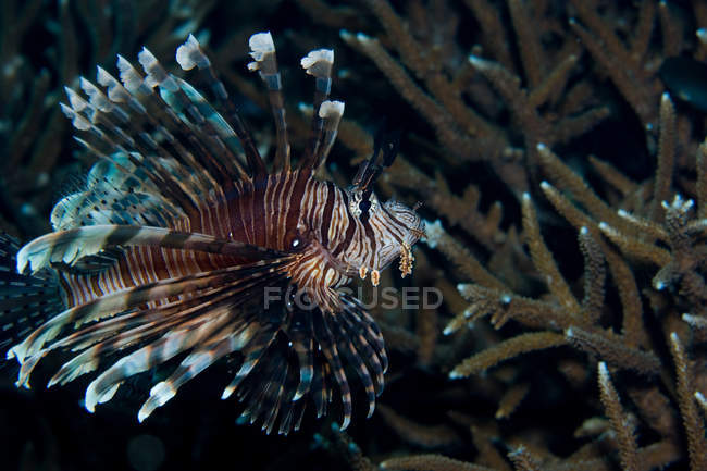 Pesce leone che nuota alla barriera corallina — Foto stock