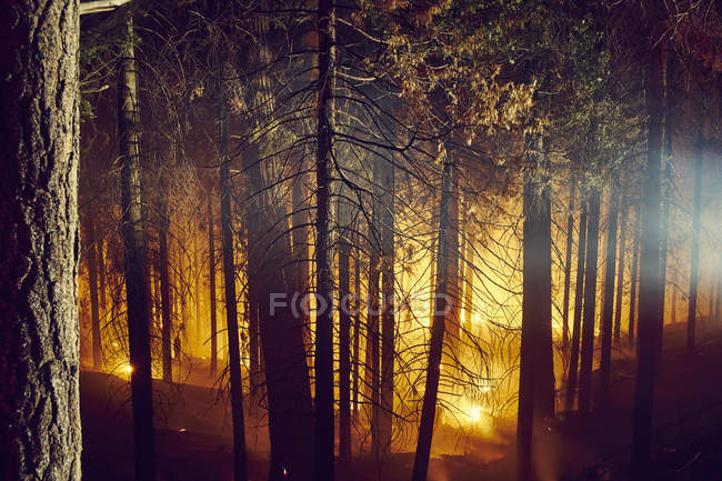 Incendie de forêt, parc national de Yosemite, Californie, États-Unis — Photo de stock