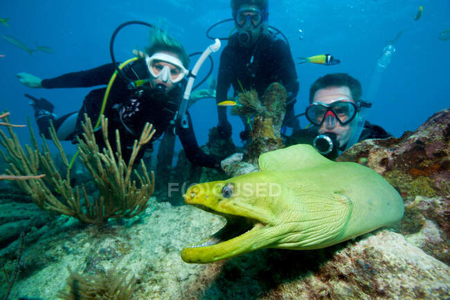 Divers with moray eel — Stock Photo