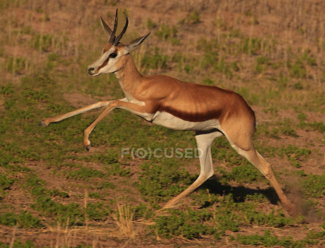Springbok saltando en el Parque Transfronterizo de Kgalagadi - foto de stock