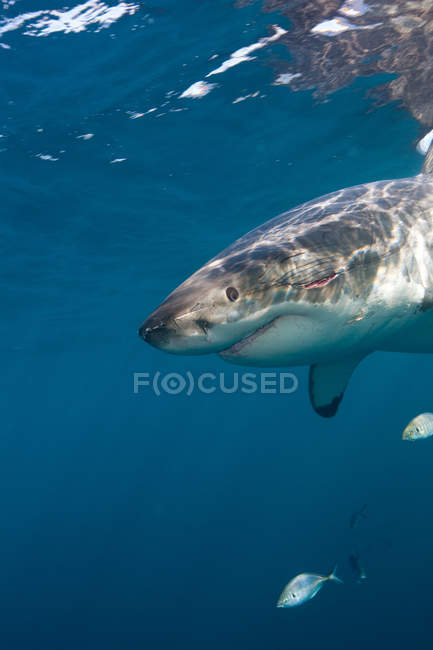 Большая белая акула плавает под водой — стоковое фото