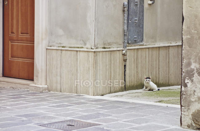 Маленький котенок сидит у стены на улице — стоковое фото