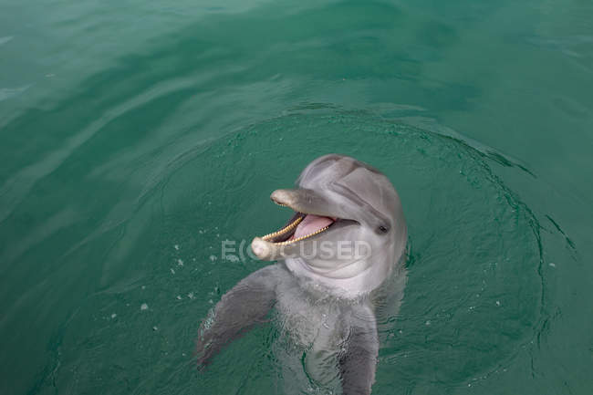Смеющийся дельфин, выглядывающий из морской воды, крупным планом — стоковое фото