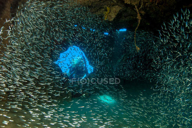 Escolarización de peces nadando en el naufragio bajo el agua - foto de stock