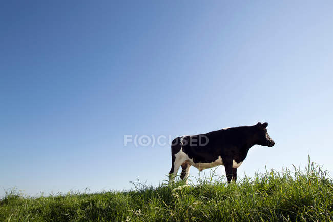 Pascolo di vacca sul campo — Foto stock