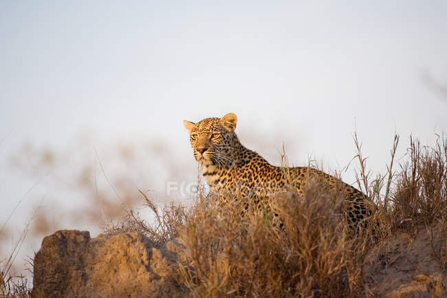 Leopardo deitado na grama seca sob luz solar quente — Fotografia de Stock