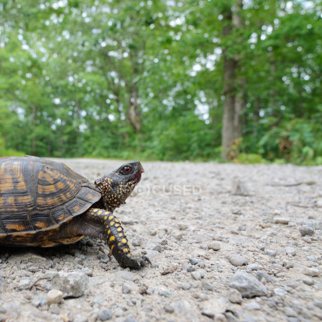 Крупным планом снимок черепахи, гуляющей на улице — стоковое фото