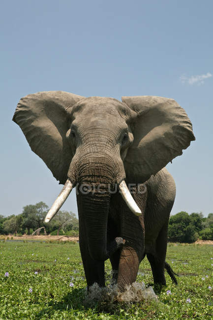 Elefante touro ou elefante africano em Mana Pools, Zimbabwe — Fotografia de Stock