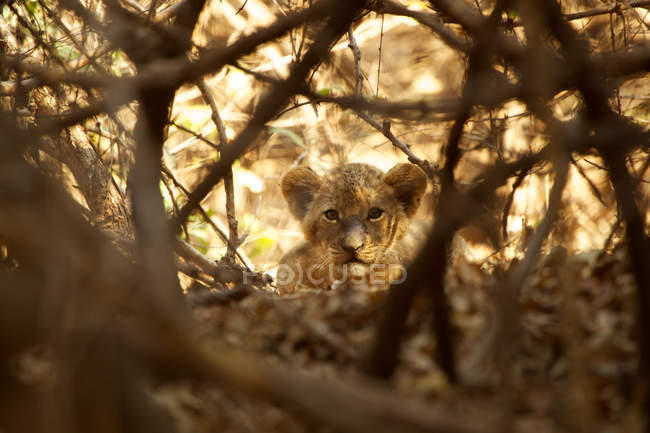 Портрет львёнка среди ветвей деревьев — стоковое фото