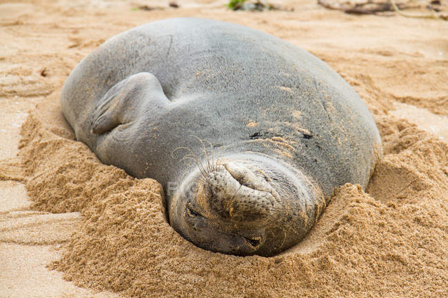 Monk seal resting on sand, full length — Stock Photo