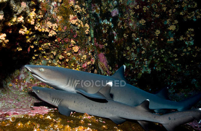 Pequenos tubarões que descansam no fundo do mar debaixo de água — Fotografia de Stock