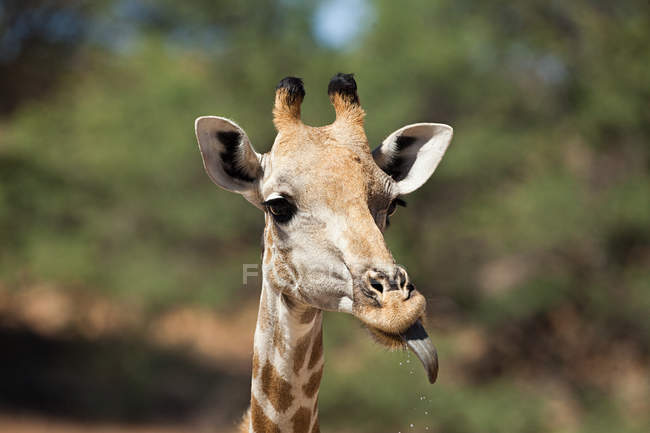 Girafa Sticking Out Tongue — Fotografia de Stock