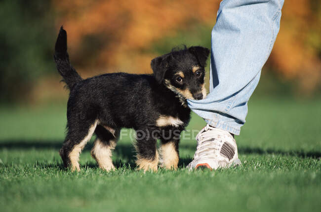 Puppy biting someones leg — Stock Photo