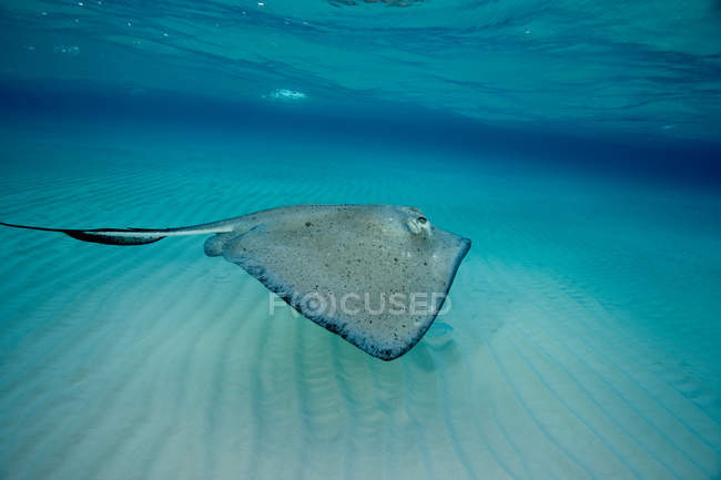 Southern stingray in motion underwater — Stock Photo