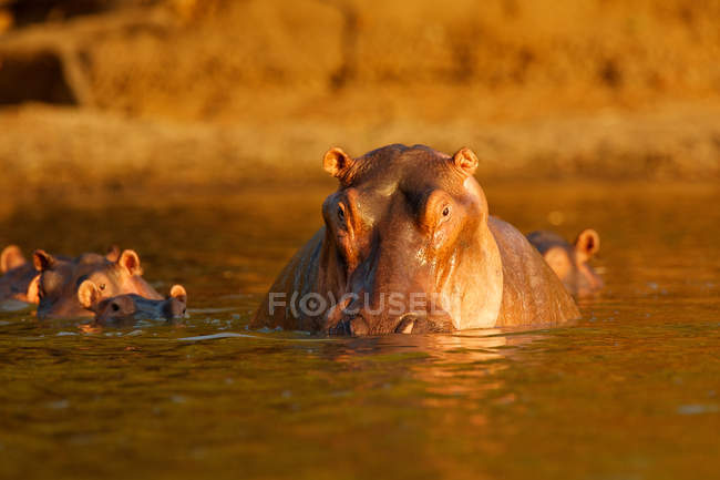 Hipopótamo nadando no Parque Nacional de Mana Pools, Zimbábue, África — Fotografia de Stock