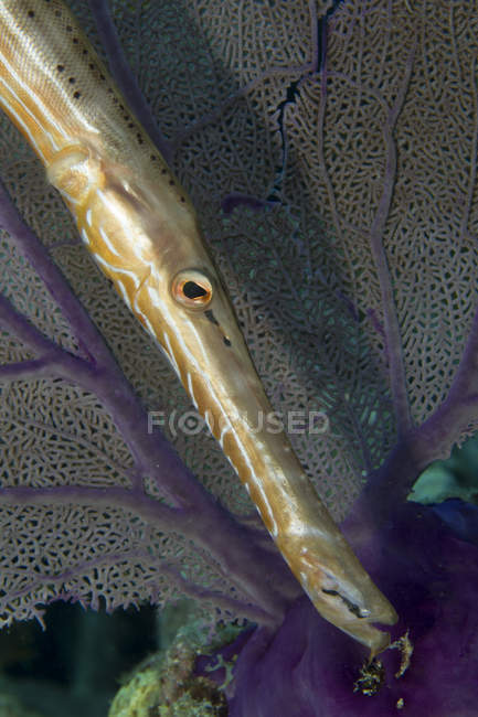 Poisson trompette nageant aux côtés du corail des fans de mer . — Photo de stock