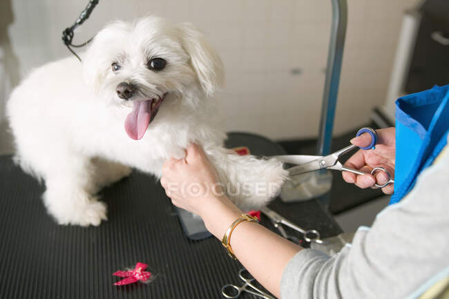 Woman trimming terriers fur — Stock Photo