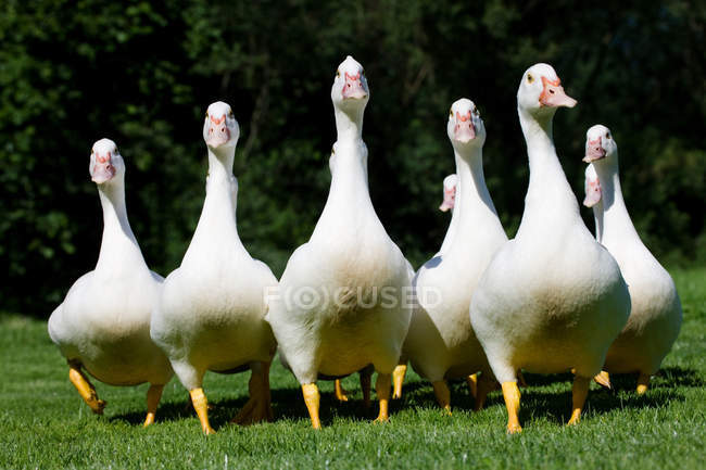 Gaggle de gansos na grama verde em luz solar brilhante — Fotografia de Stock