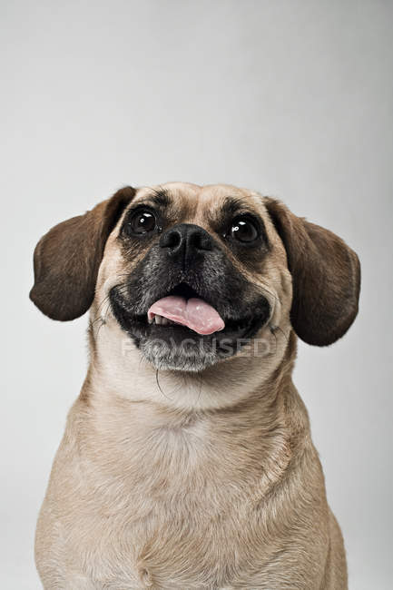 Vista frontal da cabeça de cão puggle — Fotografia de Stock