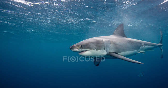 Grande tubarão branco flutuando debaixo d 'água — Fotografia de Stock